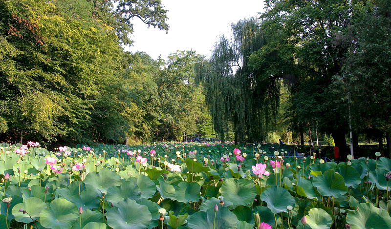 Lacul cu nuferi si lotusi din Baile Felix